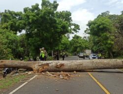 Pohon Tumbang Lumpuhkan Jalur Denpasar-Gilimanuk Selama 40 Menit