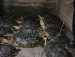 Petugas Gagalkan Penyelundupan 18 Penyu di Jembrana