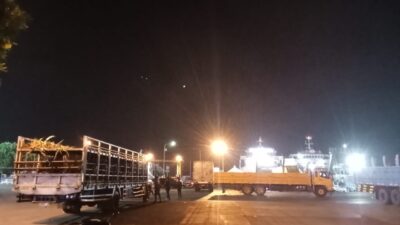 Diduga Korupsi Kuota Sapi-Sapi Keluar Bali Ada Tanpa Ear Tag, Karantina Ogah Periksa Secara Acak