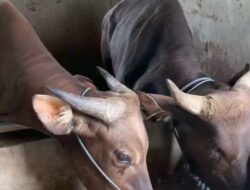 Waduuh…! Ada Kasus Ratusan Sapi Bali Terjangkit Virus Jembrana Jelang Idul Adha, Dinas Pertanian Bali Bantah Pengiriman ke Sumatera Barat