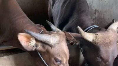 Waduuh…! Ada Kasus Ratusan Sapi Bali Terjangkit Virus Jembrana Jelang Idul Adha, Dinas Pertanian Bali Bantah Pengiriman ke Sumatera Barat