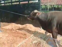 Ratusan Ekor Sapi yang Terjangkit Virus Jembrana di Sumatera Barat Dipastikan Bukan Asal Bali