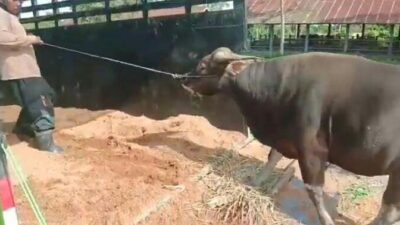 Ratusan Ekor Sapi yang Terjangkit Virus Jembrana di Sumatera Barat Dipastikan Bukan Asal Bali