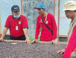 Kemarau Diselingi Hujan Rentan Timbulkan OPT pada Kakao