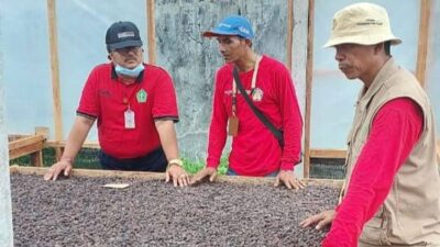 Kemarau Diselingi Hujan Rentan Timbulkan OPT pada Kakao