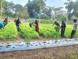 TP PKK Babel Bagi Sayur yang Ditanam di Rumah Gubernur ke Lansia & Panti Asuhan