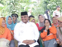 Pj Gubernur Safrizal Berupaya Kembalikan Kejayaan Lada Babel