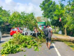 Tertimpa Pohon Bengkudu, Pemotor Tanpa Identitas Terkapar di Jalan Raya