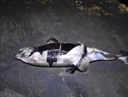 Lumba-Lumba Hidung Botol Ditemukan Mati di Pantai Rambutsiwi