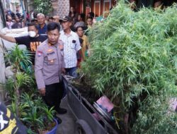 Tanam Ganja Melalui Media Pot Di Genteng Rumah, Polisi Grebek Rumah Di Pedongkelan Belakang Cengkareng, Amankan 40 Tanaman Ganja