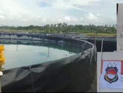 Lapor Pak Pol PP, Tambak Udang Bodong di Tanah Negara Kembali Beraktifitas