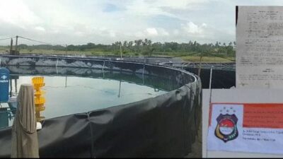 Lapor Pak Pol PP, Tambak Udang Bodong di Tanah Negara Kembali Beraktifitas