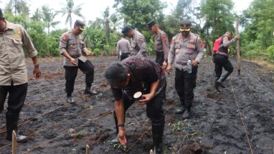 Personil Polres Jembrana Ramai-Ramai ke Kebun Warga Tanam Jagung Jaga Ketahanan Pangan