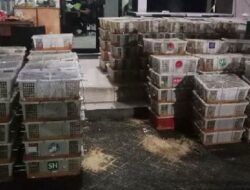 Astaga…! Penyelundupan Ribuan Burung Kicau asal Lombok dan Bali Digagalkan, Filght Indonesia Sebut BKSDA Gagal Bertugas