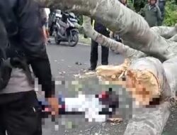 Tragis…! Pelajar SMA di Jembrana Tewas Tertimpa Pohon Saat Hendak Berangkat ke Sekolah