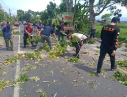 Pohon Perindang Jalan Mulai Dipangkas dan Ditebang untuk Keamanan Pengendara