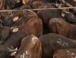 Bau Amis Pemberian Ijin Sapi dari NTB Melintasi Bali, APSB Usulkan Lima Poin ke Dewan