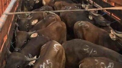 Bau Amis Pemberian Ijin Sapi dari NTB Melintasi Bali, APSB Usulkan Lima Poin ke Dewan