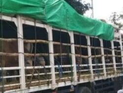 Hasil Lab Bebas PMK Lelet Pengusaha Meradang, Ketua APSB Berang