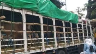 Hasil Lab Bebas PMK Lelet Pengusaha Meradang, Ketua APSB Berang