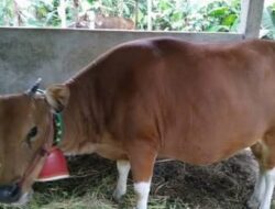 Awas, Diduga Ada Pengusaha Pengiriman Sapi Bali Nakal di Jembrana Dikirim Tanpa Uji PCR PMK