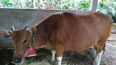 Awas, Diduga Ada Pengusaha Pengiriman Sapi Bali Nakal di Jembrana Dikirim Tanpa Uji PCR PMK