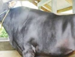 Positif PMK, Hewan/Sapi Dipastikan Tidak Diberi Ijin Pengiriman ke Luar Pulau