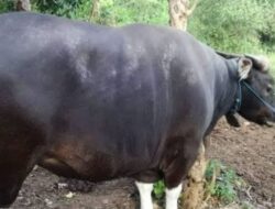 Waduh…! Ternyata Benar Kasus PMK Ditemukan di Jembrana, Dinas Terkait Diminta Tak Keluarkan Ijin Pengiriman