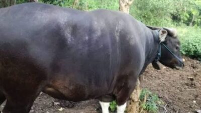 Waduh…! Ternyata Benar Kasus PMK Ditemukan di Jembrana, Dinas Terkait Diminta Tak Keluarkan Ijin Pengiriman