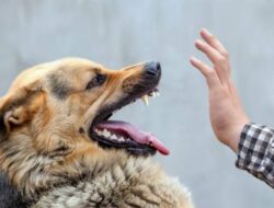Astaga…! Empat Warga Penyaringan Jadi Korban Gigitan Anjing