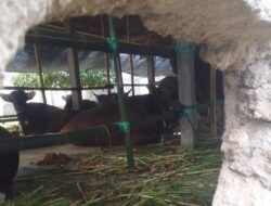 Astaga…! Ketua APSB Bali Sebut di Jembrana Ditemukan Kasus PMK, Benarkah…?