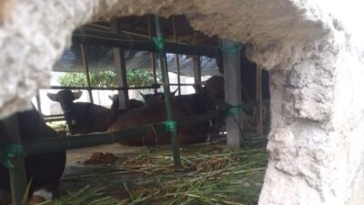 Astaga…! Ketua APSB Bali Sebut di Jembrana Ditemukan Kasus PMK, Benarkah…?