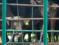 Waduh…! Ditemukan Eartag Terpasang Tergantung di Tali Hidung Sapi yang Hendak Dilalulintaskan, Melanggar Kah…?