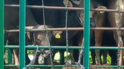 Waduh…! Ditemukan Eartag Terpasang Tergantung di Tali Hidung Sapi yang Hendak Dilalulintaskan, Melanggar Kah…?