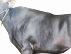 Terkuak, Dewan Sebut Sapi Satu Kandang di Tuwed Terindikasi PMK