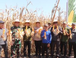 Panen Raya Jagung di Medewi, Kapolres Jembrana: Ini Semangat Bersama Wujudkan Pangan Mandiri