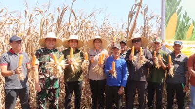 Panen Raya Jagung di Medewi, Kapolres Jembrana: Ini Semangat Bersama Wujudkan Pangan Mandiri
