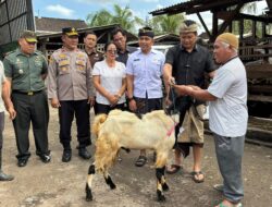 Wakapolres Jembrana Dampingi Peninjauan Hewan Qurban Bantuan Presiden dan Pemkab