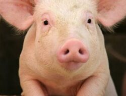 Woow…! Diduga Ada Praktik Jual Beli Ijin Pengiriman Babi ke Luar Pulau dengan Harga Fantastis