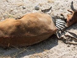 Astaga…! Ada Dua Ekor Ternak Milik Warga Yehembang Mati, PMK Kah…?