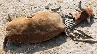 Astaga…! Ada Dua Ekor Ternak Milik Warga Yehembang Mati, PMK Kah…?