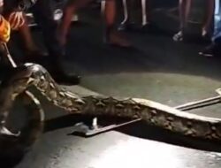 Warga Heboh, Damkar Jembrana Evakuasi Ular Sanca 5 Meter