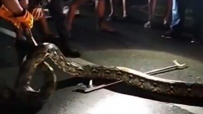 Warga Heboh, Damkar Jembrana Evakuasi Ular Sanca 5 Meter