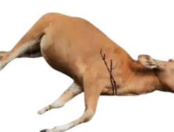 Waduuuh…! Penyakit Sapi di Yehembang Mulai Merebak, Yang Mati Dijual ke Jagal