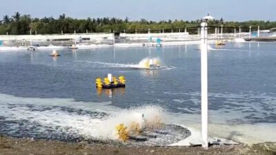 Yeeh…! Puluhan Sumur Warga Yehembang Alami Kekeringan Diduga Dampak Sumur Bor Tambak Udang