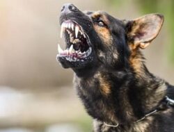 Mih Dewa Ratu…! Bali Ternyata Masih Zona Merah Rabies, Kabupaten Jembrana Penyumbang Kasus Tertinggi