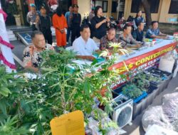 Dua WNA Tanam Ganja dengan System Hidrophonix, Berakhir di Tangan Ditresnarkoba Polda Bali