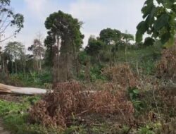 Aduuuh…! Kok Begini Sekarang Kondisi Hutan di Jembrana, Ada Apa Ya…?