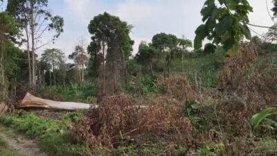 Aduuuh…! Kok Begini Sekarang Kondisi Hutan di Jembrana, Ada Apa Ya…?