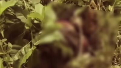 Amor Ing Acintya..! Mandor Proyek Irigasi Subak Ditemukan Tewas dengan Leher Tergorok Gergaji